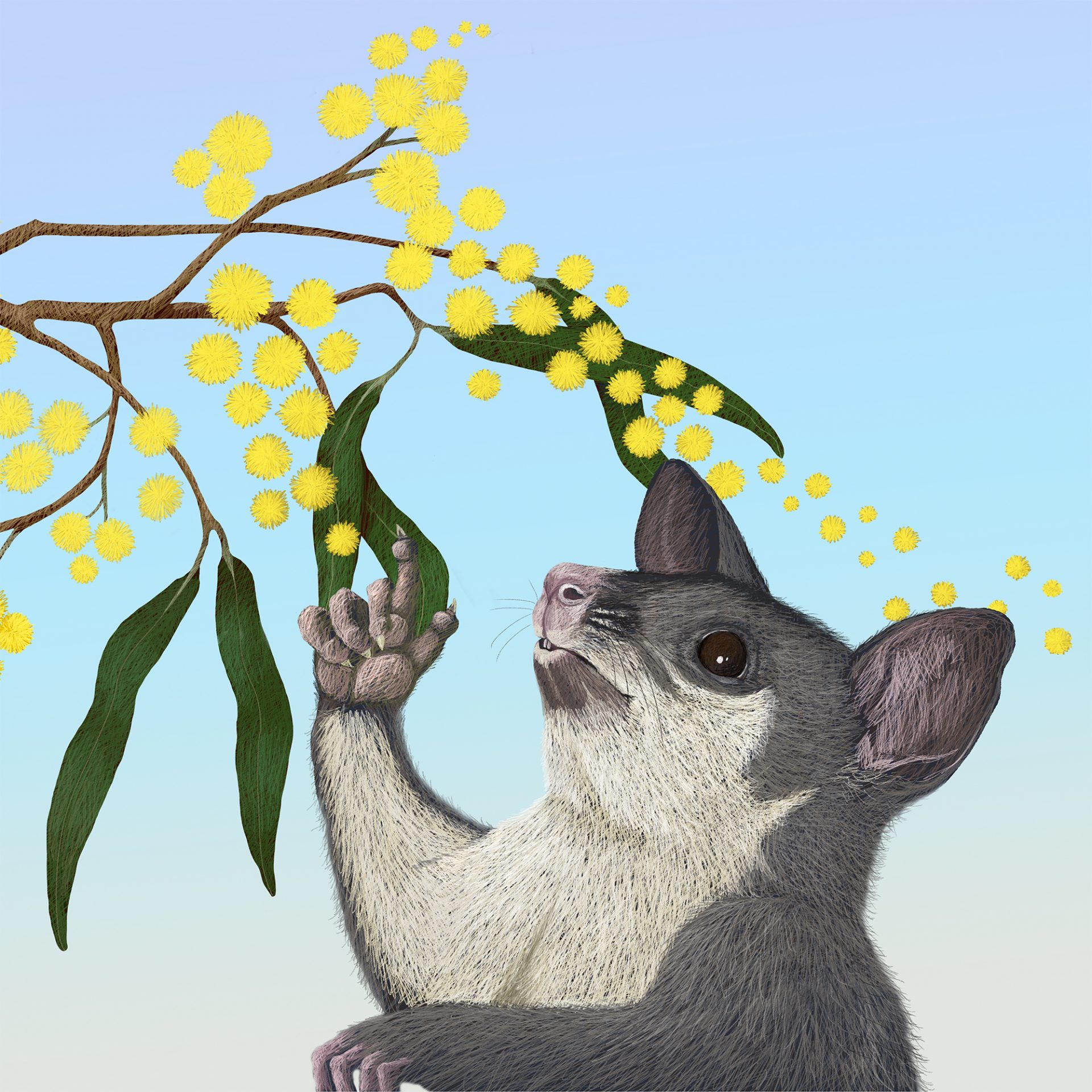 Possum from "Where Do the Stars Go?" Katie Stewart (Fremantle Press)